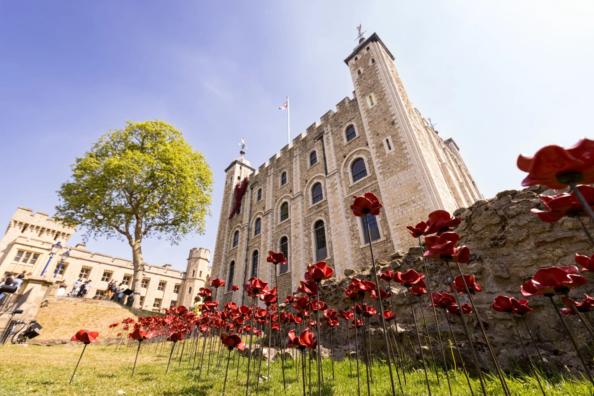 Ceramic Red Roses: Contemporary Memory in a Medieval Frame
